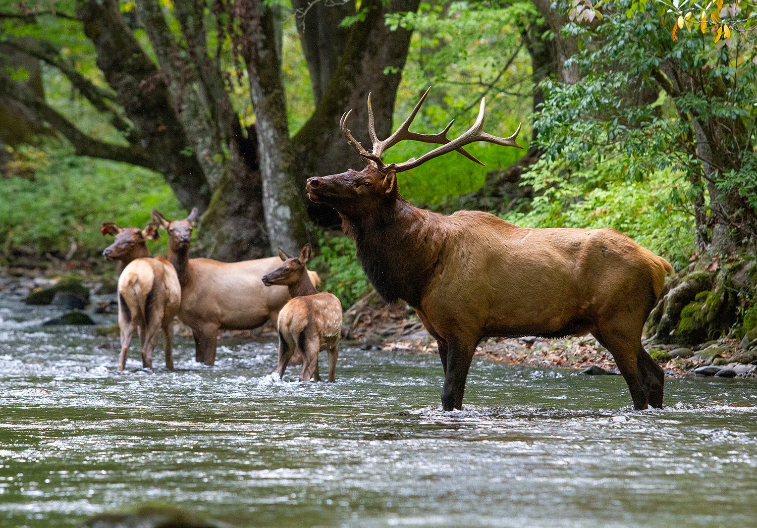 A bull elk keeps watch on a young elk and two females in the Oconaluftee River during the fall rut on Sept. 30, 2023, at Great Smoky Mountains National Park in North Carolina.